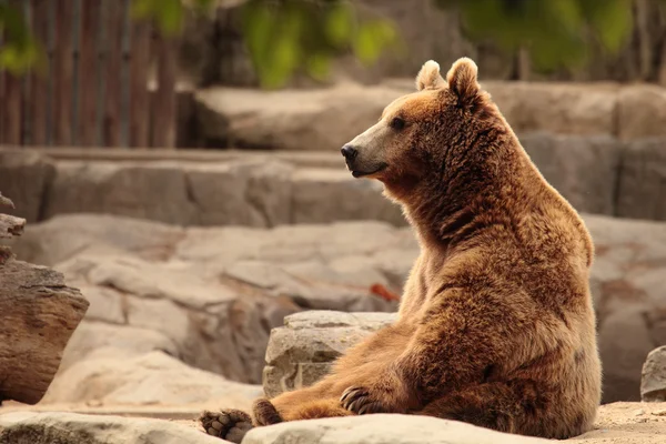 Urso pardo selvagem — Fotografia de Stock