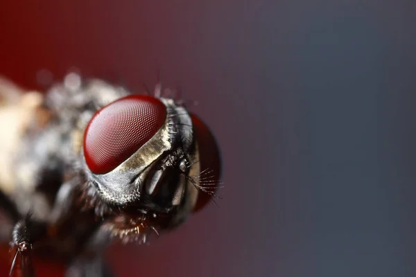 Extreme Close Van Kop Van Een Vlieg — Stockfoto