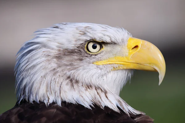 Foto van een mooi en wilde bald eagle
