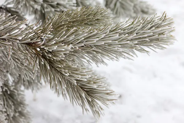 雪の中でマツ木の枝 — ストック写真