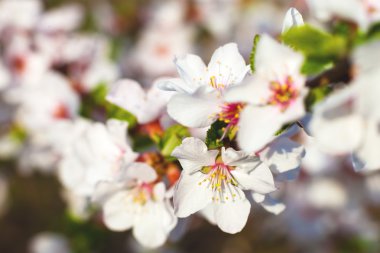 Blossom ağaç