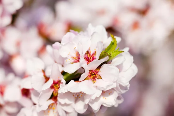 Virág fa — Stock Fotó
