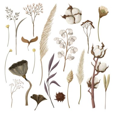 Kurumuş sonbahar çiçekleri izole edilmiş. Vektör.