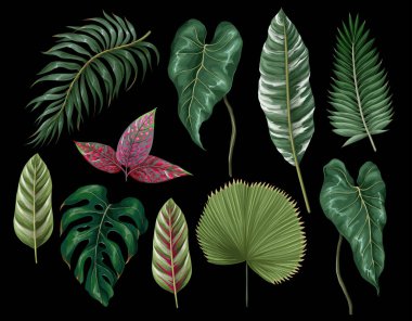 Canavarlar, palmiye, yaprak, kalatea ve diğer izole yapraklar gibi tropik yapraklar. Vektör.