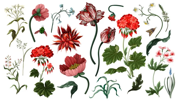 Βοτανικά άνθη και έντομα απομονωμένα. Τούλιπ, παιωνία και άλλα. — Διανυσματικό Αρχείο
