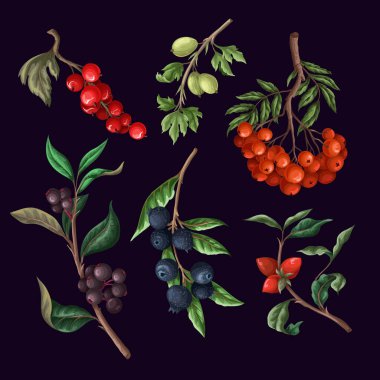 Berries, such as rowan, blueberries and other isolated. Vector