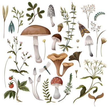 Autumn elements such as mushrooms, berries and bugs isolated. Natural trendy print.