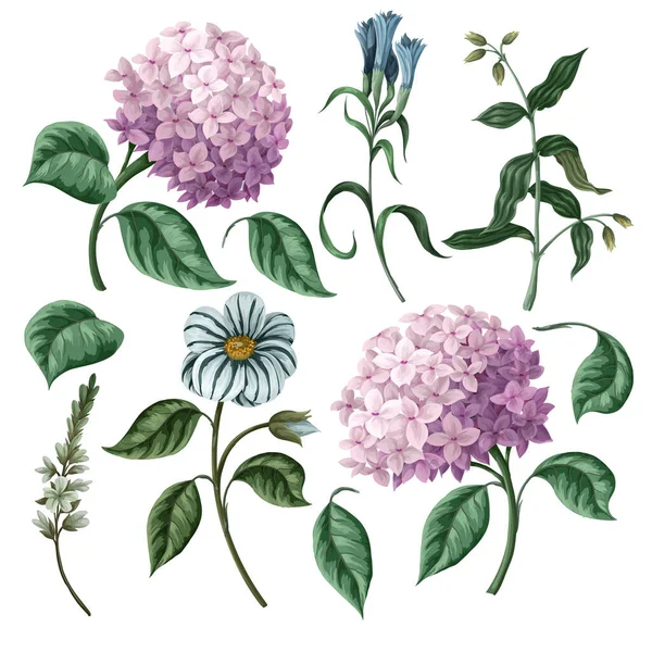 Hydrangeas and other flowers isolated. Vector