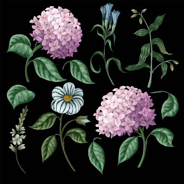 Hydrangeas and other flowers isolated. Vector