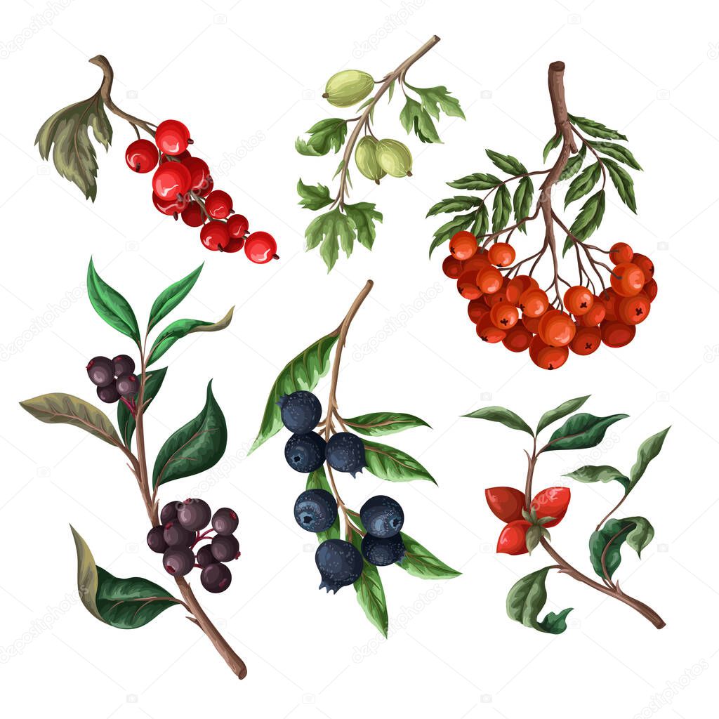 Berries, such as rowan, blueberries and other isolated. Vector