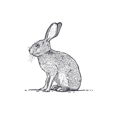Vintage style hare graphic, vektör illüstrasyonu