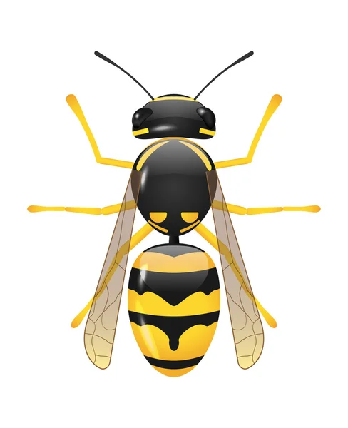 Yellow jacket — Stock Vector