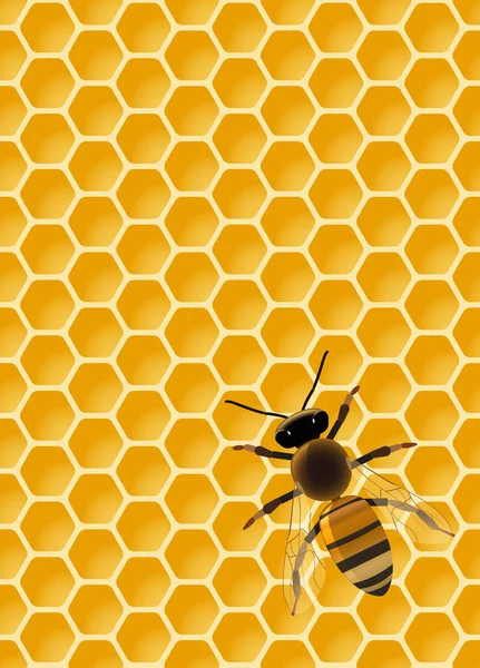 Abeja en panal — Vector de stock