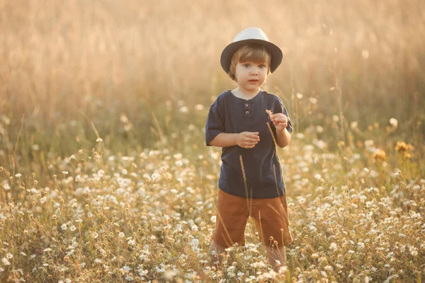 Portrait of cute caucasian little boy 2-3 years old in a straw hat walking and playing in camomile flowers field on a summer day at sunset — Stockfoto