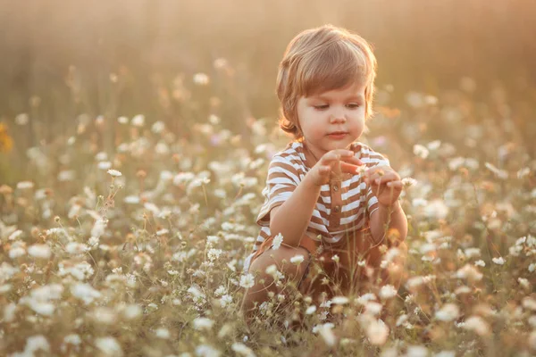 Portrait of cute caucasian little boy 2-3 years old in casual clothes sitting and playing in camomile flowers field on a summer day at sunset 