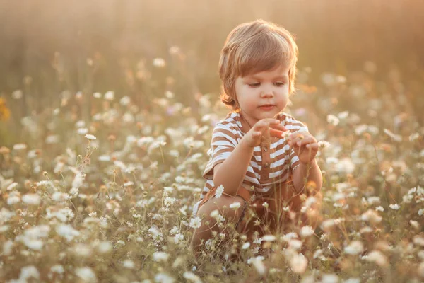 Portrait of cute caucasian little boy 2-3 years old in casual clothes sitting and playing in camomile flowers field on a summer day at sunset Fotografia De Stock