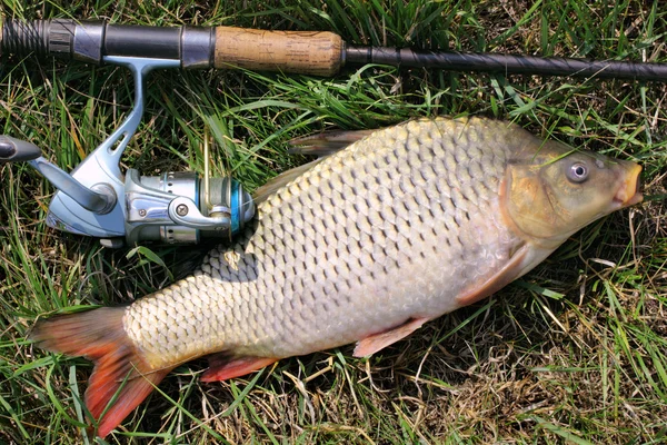 Fiske fångst - karp — Stockfoto