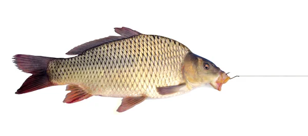 CARP op een visserij-haak — Stockfoto