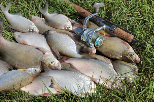 Fishing catch - bream — Stock Photo, Image