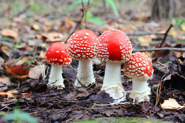 Cuatro mosca roja agárica — Foto de Stock