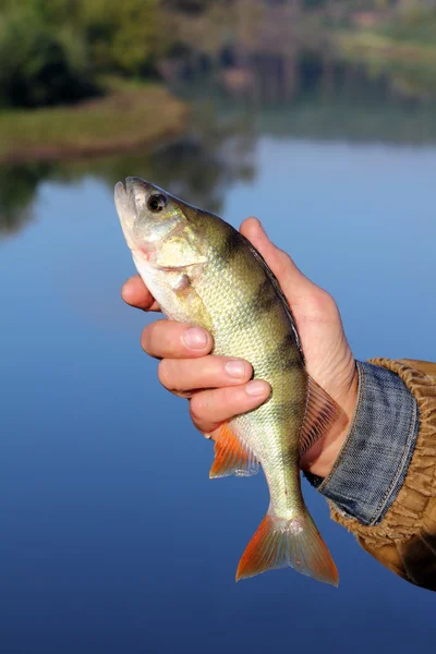 Bass in the hand of fisherman — Stock Photo, Image