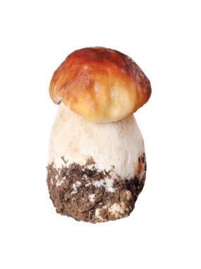porcino, üzerinde beyaz izole