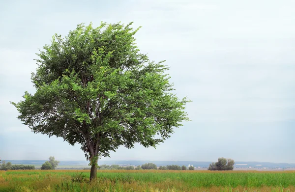 Ensam växande träd — Stockfoto
