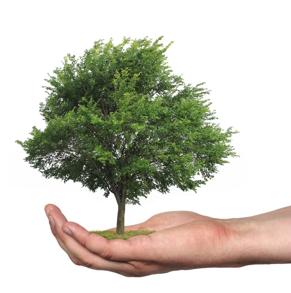 Baum in der Hand, isoliert — Stockfoto