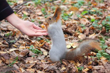 Sincaplar fındık yer