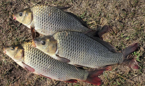 Karpfiskar — Stockfoto