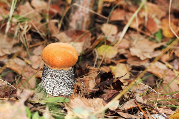 Boleto de gorro laranja entre as folhas amarelas caídas — Fotografia de Stock