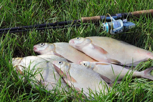 Pesca de captura - dorada — Foto de Stock