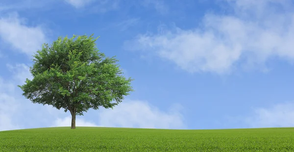 Самотнє зростаюче дерево — стокове фото