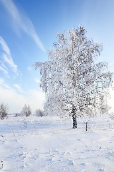 树在雪对蓝蓝的天空。冬季现场. — 图库照片