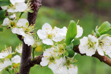 Beyaz kiraz çiçekleri