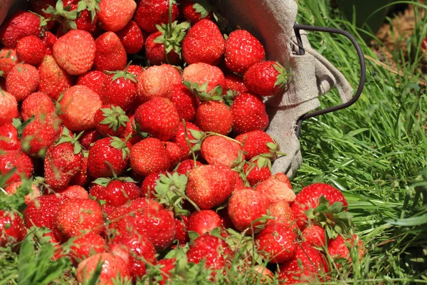 Fresas frescas en una canasta — Foto de Stock