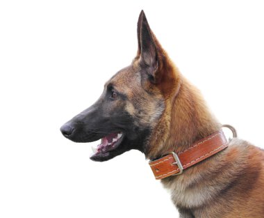 Belçika çoban malinois beyaz bitti izole
