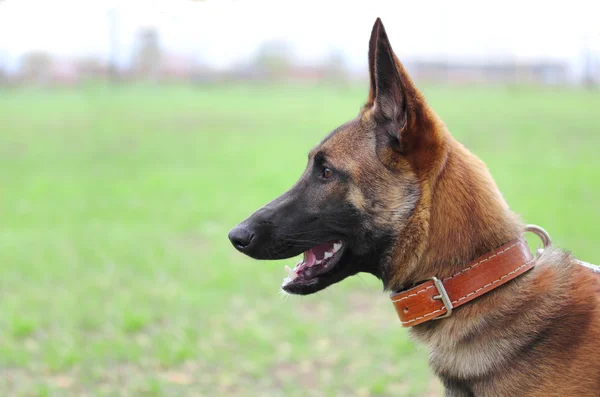 Belgischer Schäferhund malinois — Stockfoto