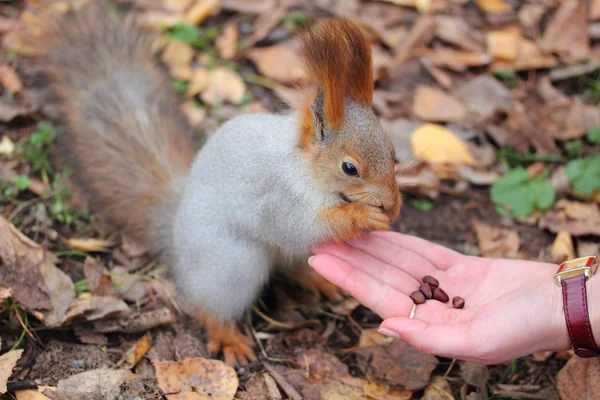 Eichhörnchen frisst Nüsse — Stockfoto