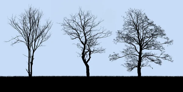 孤立在蓝色的树剪影 — 图库照片