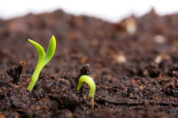 Small green seedling in the ground — Stock Photo, Image