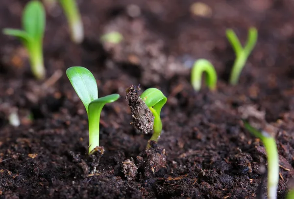 Små gröna plantor — Stockfoto