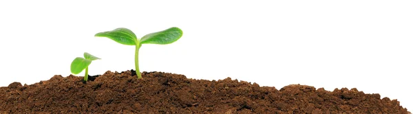 Small cucumber seedling — Stock Photo, Image