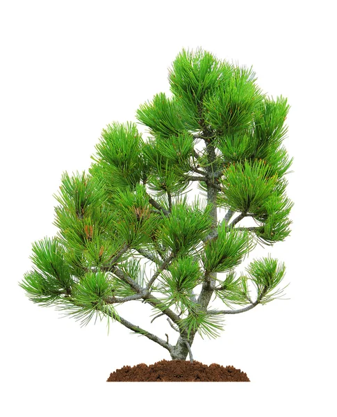 Pine, geïsoleerd — Stockfoto