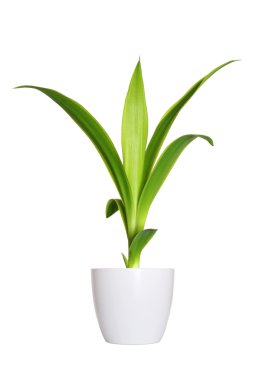 Genç yucca üzerinde beyaz izole bir saksı bitki Filiz.