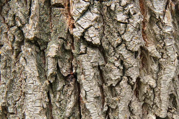 Corteccia di quercia — Foto Stock