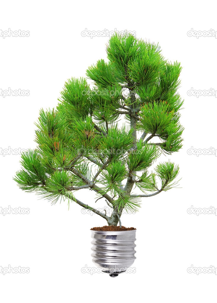 pine growing from the base of the light bulb