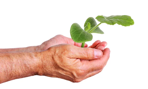 Hand hält ein junges Gurkenpflänzchen, pflegt Pflanzen — Stockfoto