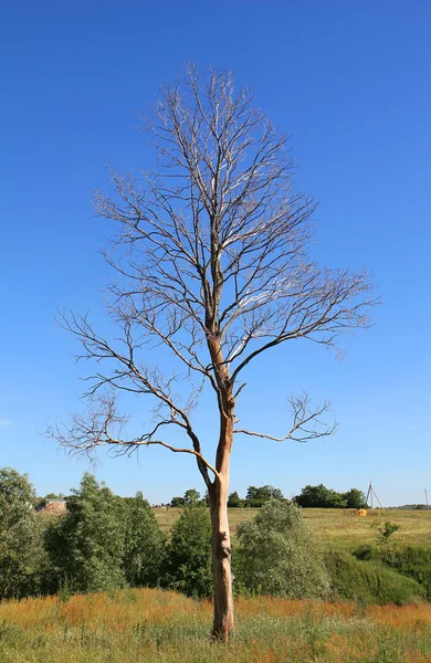在一个字段中的死孤独树 — 图库照片