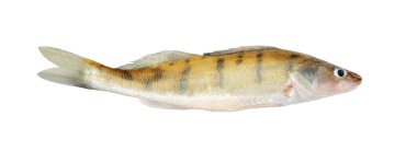 zander, izole